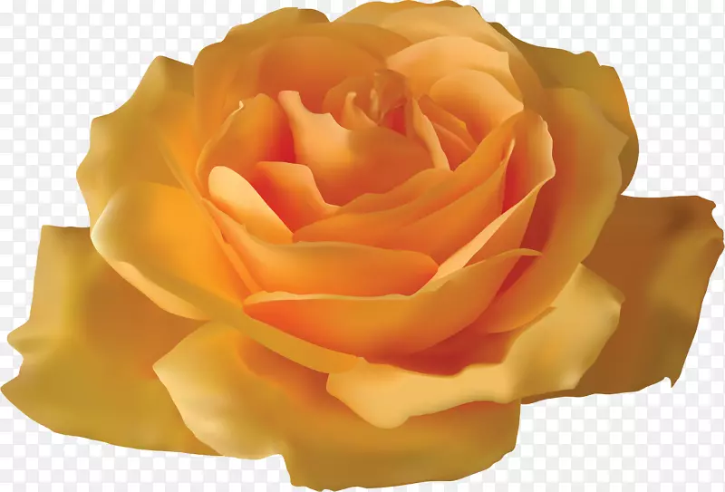 玫瑰黄花夹艺术-创意装饰花卉设计