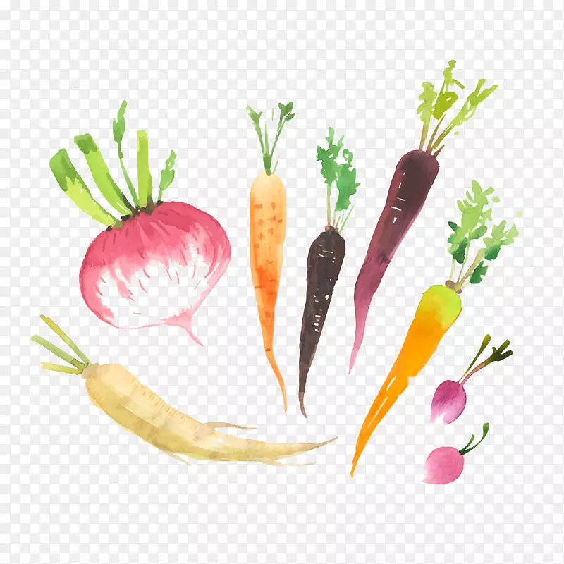 萝卜标志食品.手绘蔬菜
