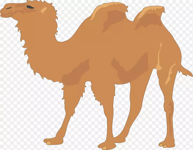 骆驼剪贴画-卡通骆驼图片