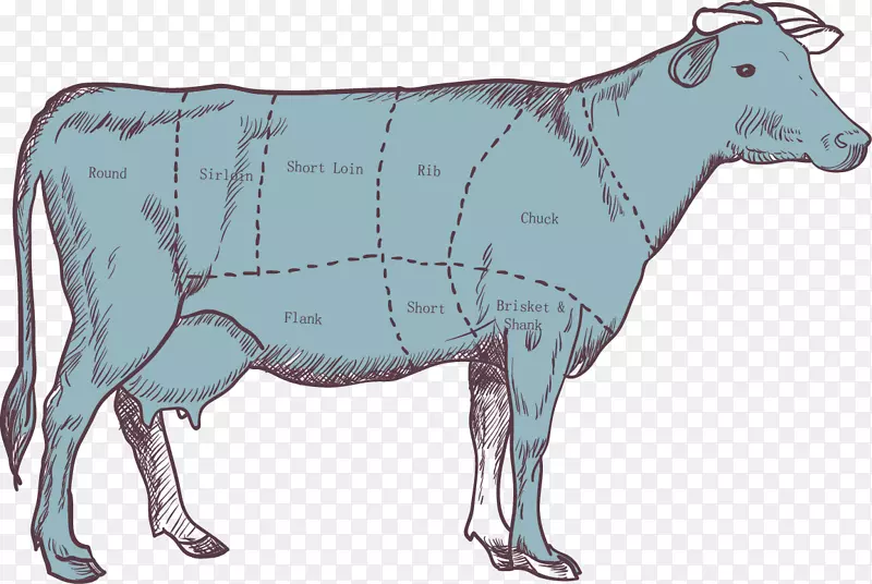 牛牛犊牛肉-牛零件分割图