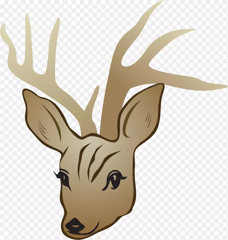 马鹿白尾鹿-美丽的鹿头