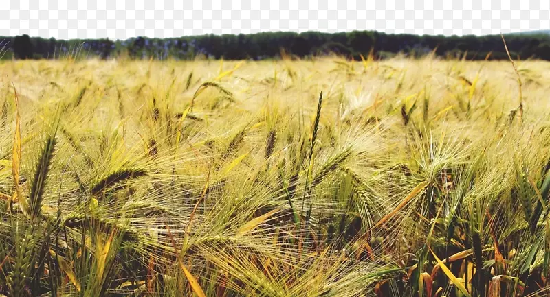 大麦谷类作物农业-土地上的小麦