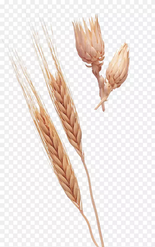 小麦穗夹艺术-小麦作物