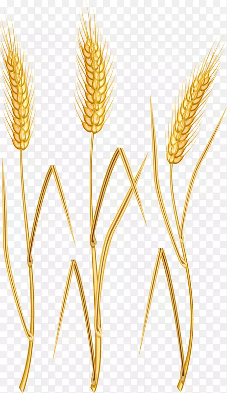小麦燕麦下载剪辑艺术-卡通小麦