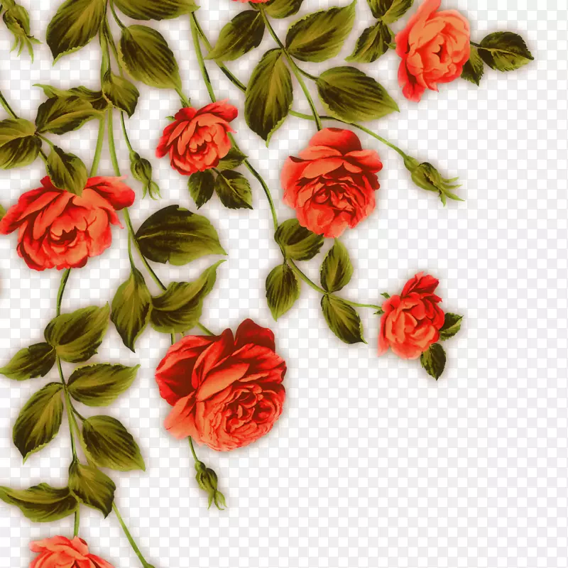 花园玫瑰，海滩玫瑰，红色花
