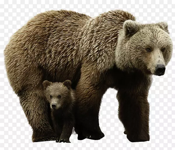 棕熊北极熊妈妈和儿子棕熊