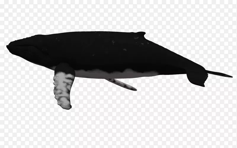 海豚座头鲸剪贴画卡通座头鲸