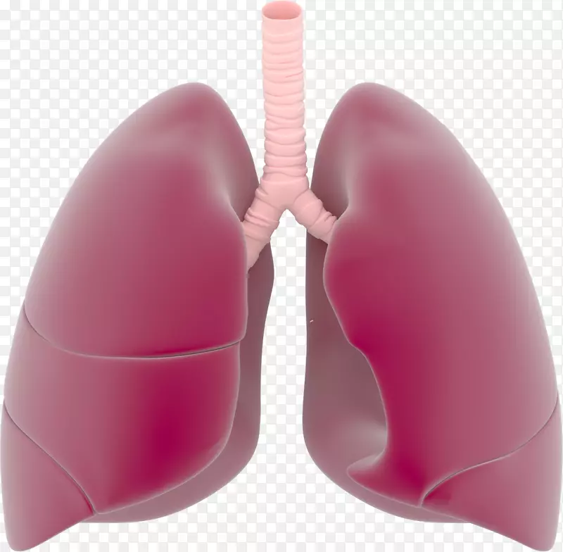 肺呼吸系统夹艺术-肺png透明图像