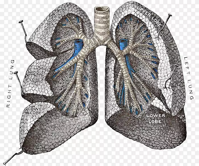 格雷(氏)解剖肺呼吸系统-肺PNG透明图像