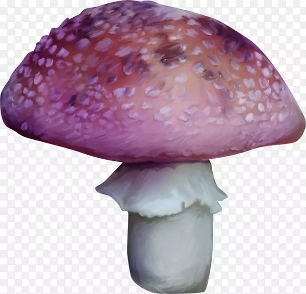 木耳科食用菌药用真菌紫小蘑菇