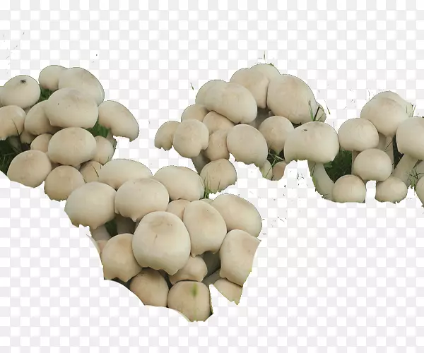 牡蛎菇商品蔬菜水果-南沙湿地蘑菇