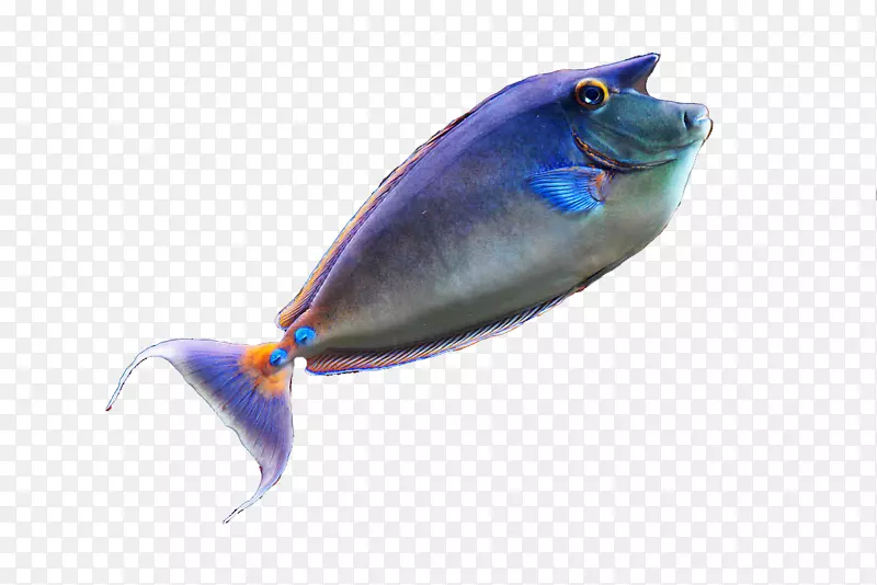 海底海洋生物鱼类-海床鱼类