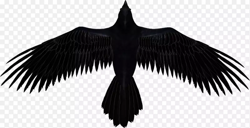普通乌鸦、巴尔的摩乌鸦、乌鸦剪贴画-关于乌鸦的一些有趣的事实