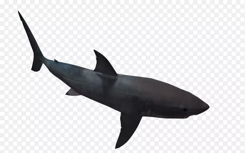 安魂曲鲨鱼大白鲨剪贴画-黑白鲨鱼图片