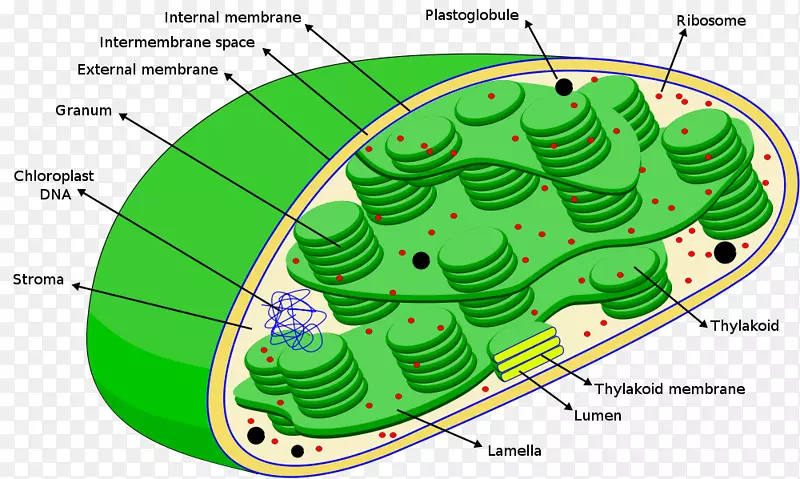 叶绿体光合作用核糖体基质类囊体叶绿体