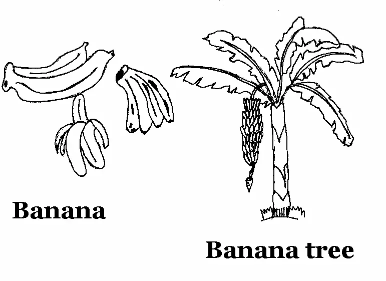 香蕉劈开图着色书水果-香蕉树图