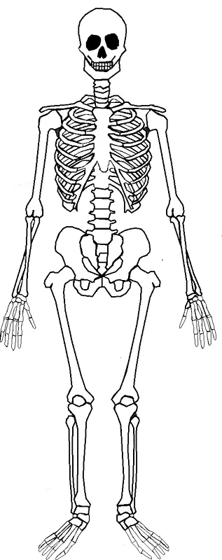 人体骨骼解剖-人体骨骼