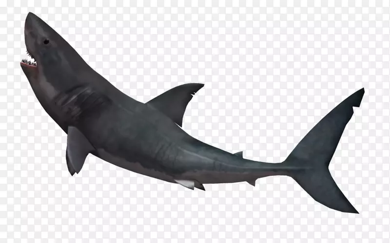 大白鲨攻击虎鲨