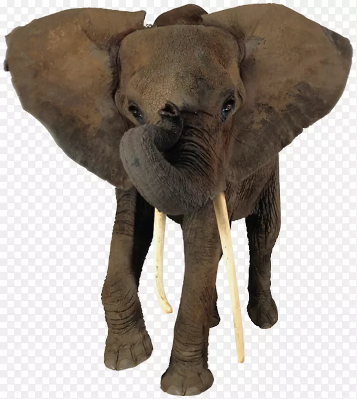 非洲灌木象非洲森林象鼻-非洲象头PNG