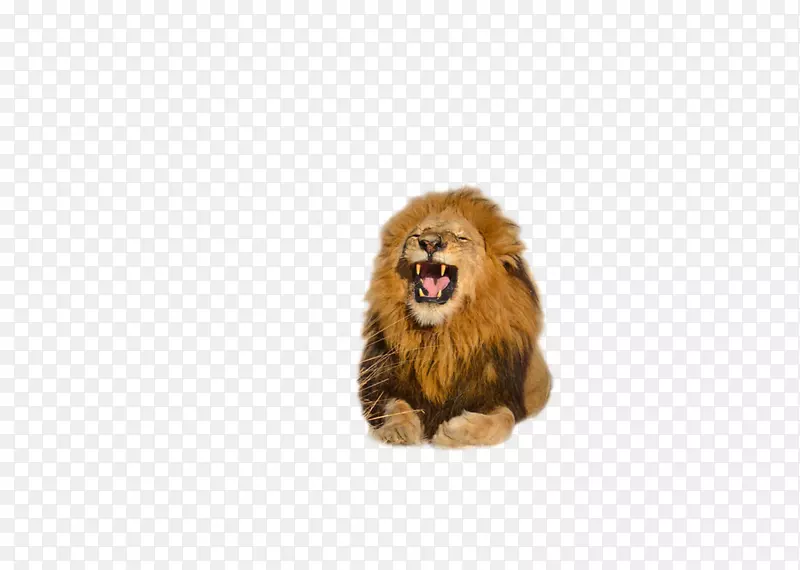 狮子咆哮剪贴画-免费下载高品质狮子PNG透明图片