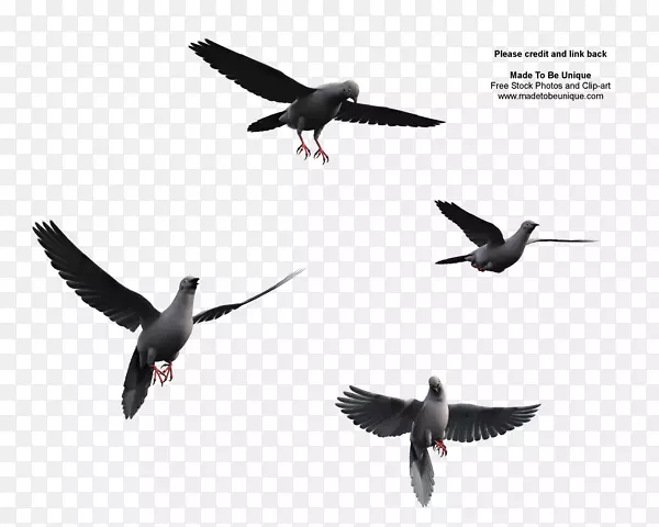鸟类飞行翅膀剪贴画-飞行鸟PNG