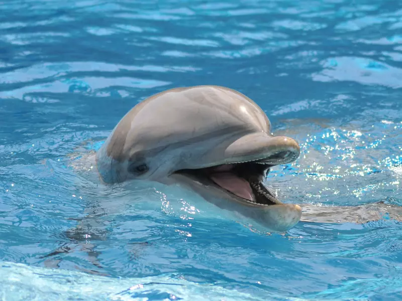 普通宽吻海豚全热带斑点海豚大西洋斑海豚印支太平洋宽吻海豚