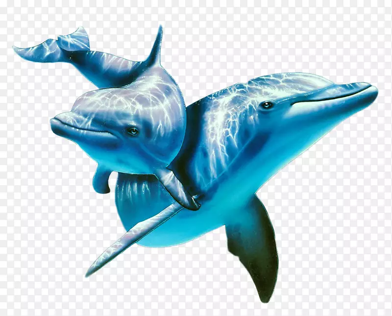 大西洋斑点海豚画动物壁纸-海豚