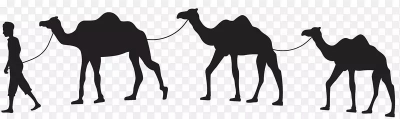 骆驼下垂训练剪影马剪贴画-骆驼