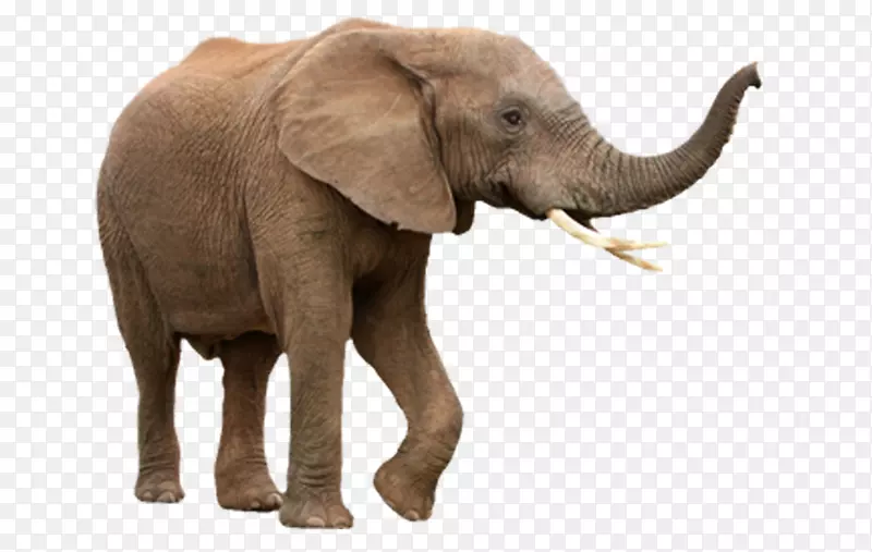 非洲灌木象亚洲象非洲森林象群摄影-大象