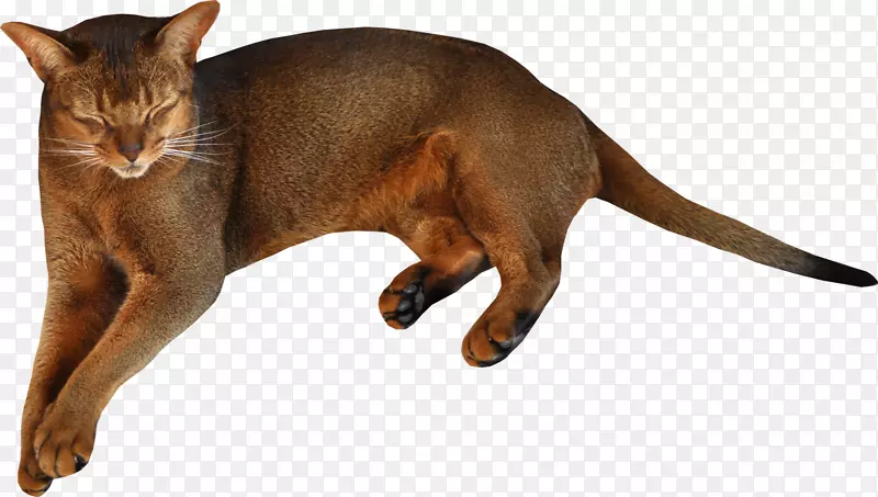 哈瓦那棕色小猫剪贴画-猎豹