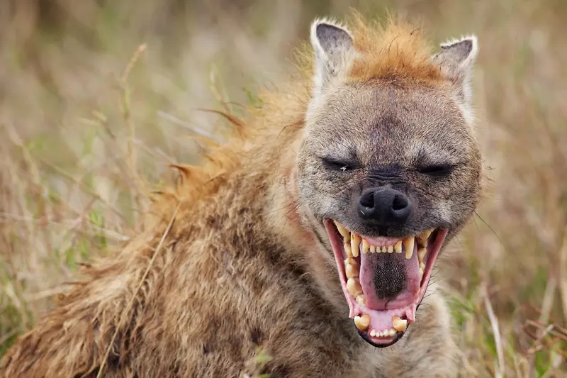 斑纹鬣狗非洲野狗发现鬣狗野生动物-鬣狗