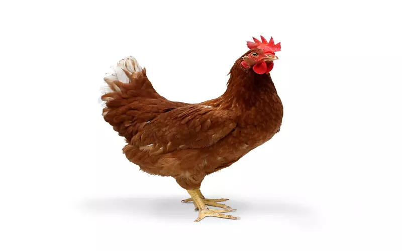 阿亚姆塞马尼丹多里鸡桌面壁纸鸡肉1080 p-公鸡