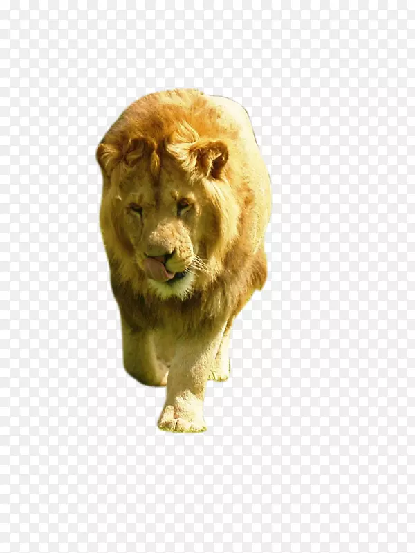 狮子猫动物-狮子