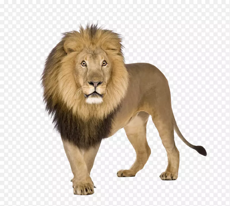 石子白狮猎豹-狮子