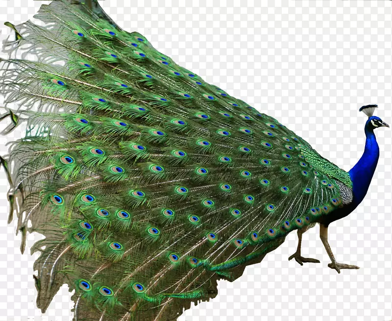 亚洲孔雀，印度卷轴鸟，绿孔雀
