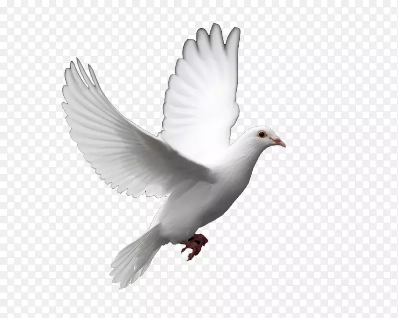 鸽子作为和平剪贴画的象征-鸽子