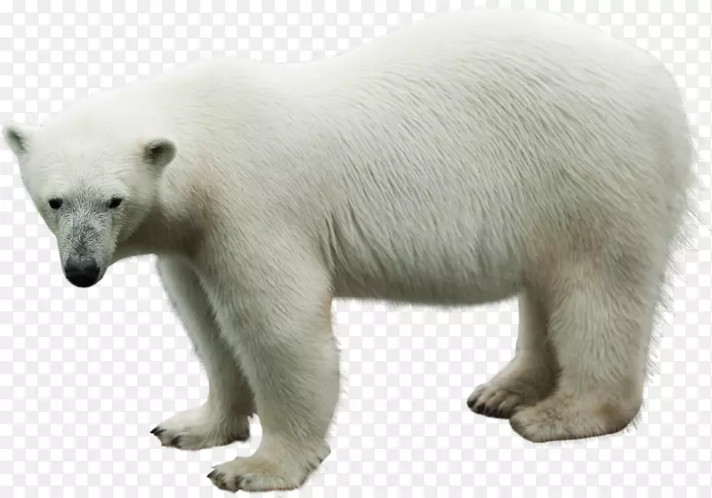 北极熊动物剪贴画-北极熊