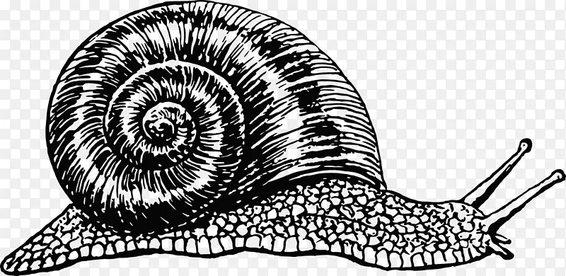 蜗牛角蜗牛画夹艺术.蜗牛