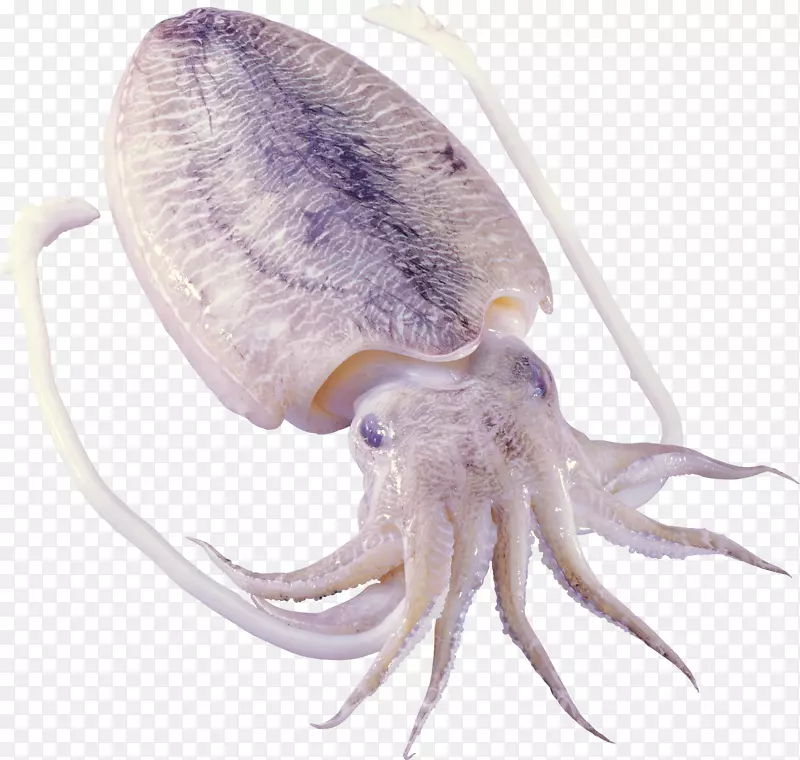 章鱼鱿鱼作食头足类海虾
