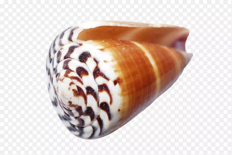 贝壳类软体动物