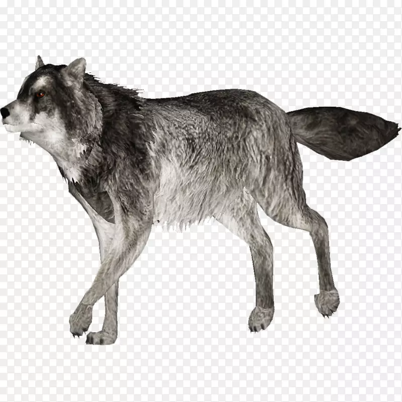 犬科北极狼-狼