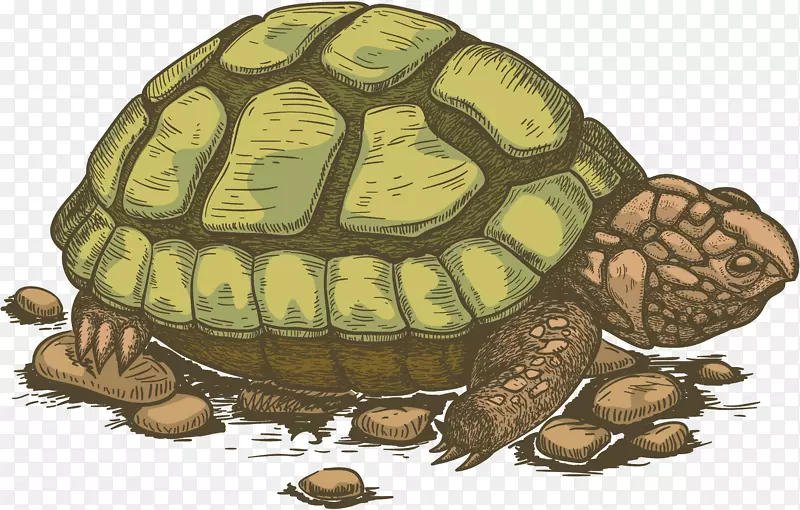 海龟剪贴画