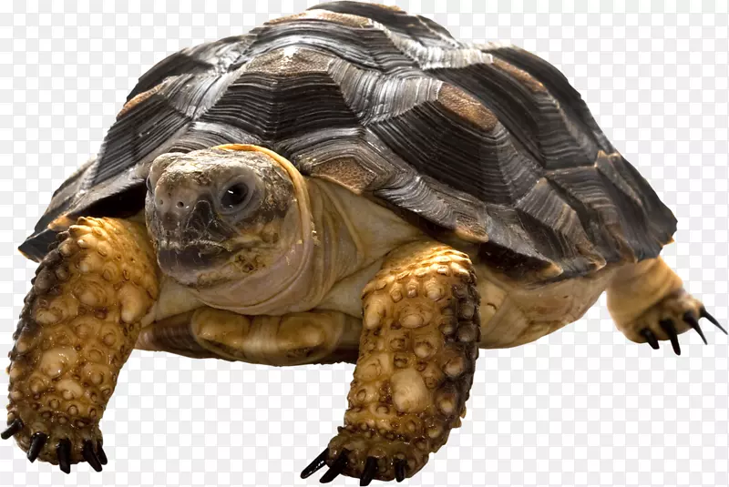 海龟动物电脑图标-海龟