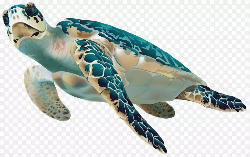 绿海龟剪贴画-海龟