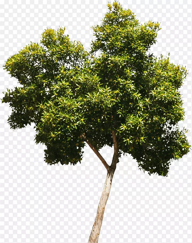木本植物树冠灌木丛