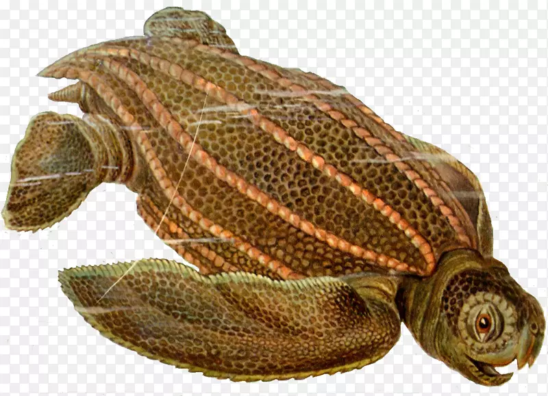 皮背海龟始祖爬行动物海龟