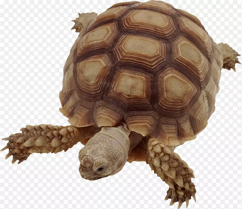 脊椎动物龟昆虫非洲刺激龟