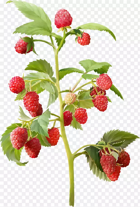 红树莓多年生树莓苗圃-覆盆子