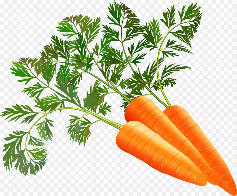 汁胡萝卜叶菜胡萝卜