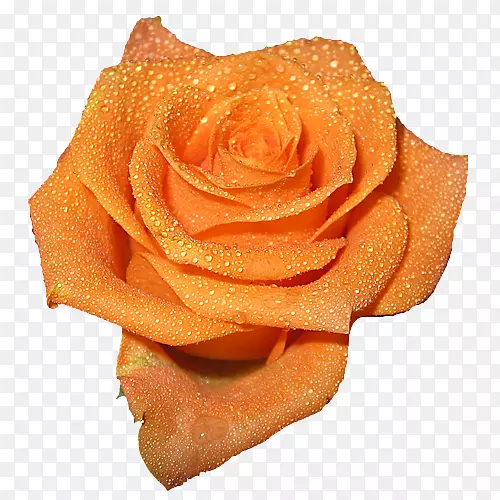 电脑图标玫瑰橙色桃花剪贴画背景